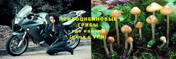 PSILOCYBIN Алзамай